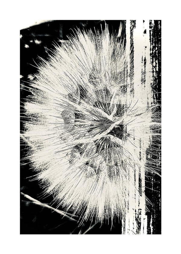 Artistic black and white poster of a dandelion flower with bold graphic lines, perfect for modern decor.
