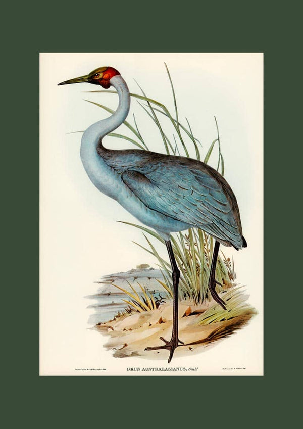 Illustration of an Australsk Trane by Elizabeth Gould, depicted standing near reeds and water.