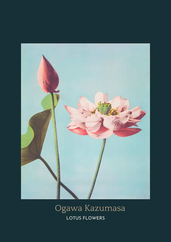 Japanese art print of blooming pink lotus flower and bud, titled "Lotus Flowers" by Ogawa Kazumasa.