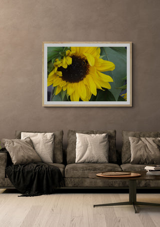 Solrosen som bäst by Ljilja Marinic in a light oak frame on a warm grey wall above a brown sofa