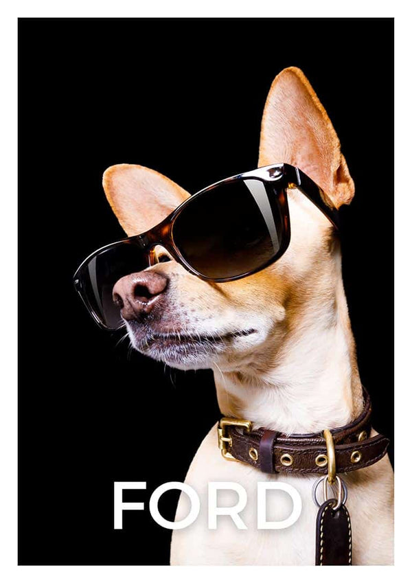Dog wearing sunglasses on a black background with the word "FORD" below, promoting Cool as Ford Black.