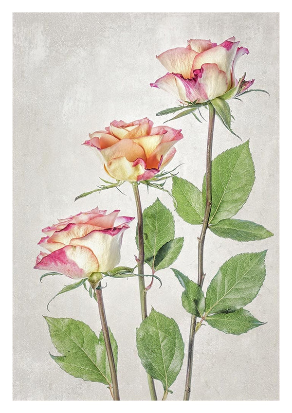 Three pink and cream roses with green leaves, photographed artistically against a light textured background.