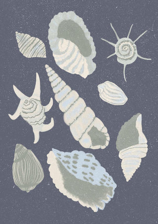Colección de conchas marinas - Aliya Putrus