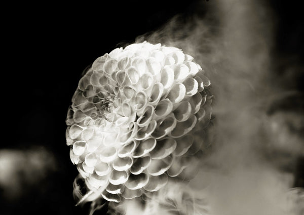 Lunar Bloom III by Guido Lucker - pale dahlia in soft focus against a warm grey haze