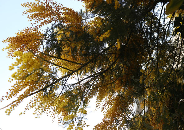 Acacia in Yellow by Elefteria - golden acacia blossom seen from below against a pale sky