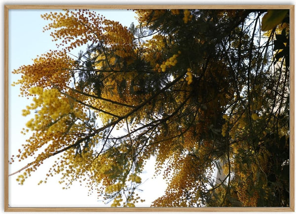 Acacia in Yellow by Elefteria - golden acacia blossom seen from below against a pale sky