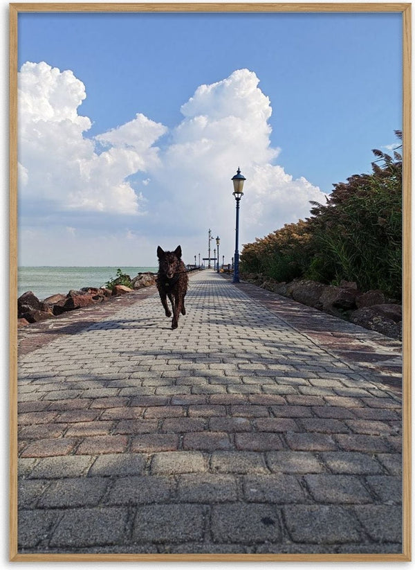 Departure and Return by Bora Kőhalmi - a dark dog on a paved lakeside promenade under tall white clouds at Lake Balaton