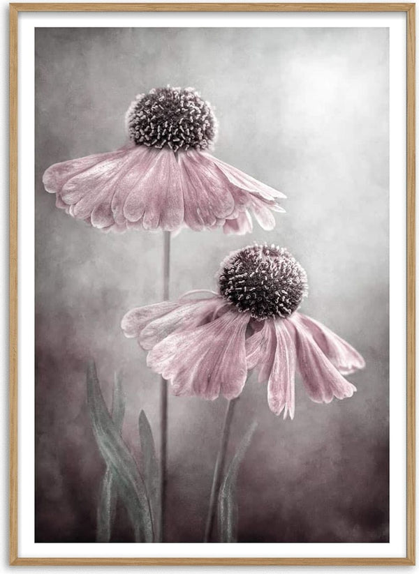 Two delicate pink coneflowers with soft petals, photographed artistically by Mandy Disher.