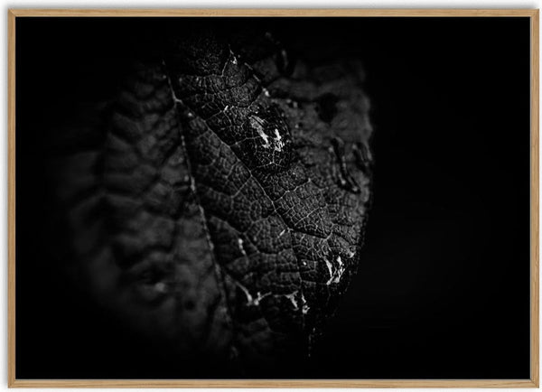 Nach dem Regen by Guido Lucker - black and white macro photograph of a veined leaf with raindrops on a black background