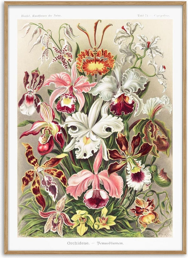 Illustration of various colorful orchids by Ernst Haeckel from Orchideae Denusblumen, detailed and vibrant.