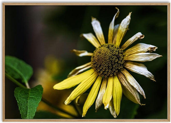 Verfall by Guido Lucker - photograph of a wilting yellow flower with curling petals against a dark background